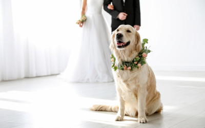 svadobný svedok pes