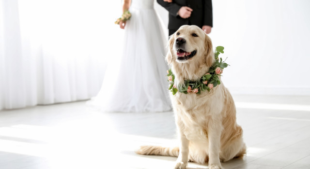 svadobný svedok pes