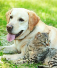 Top 10 prírodných prípravkov proti blchám pre psov a mačky - účinné riešenia z prírody