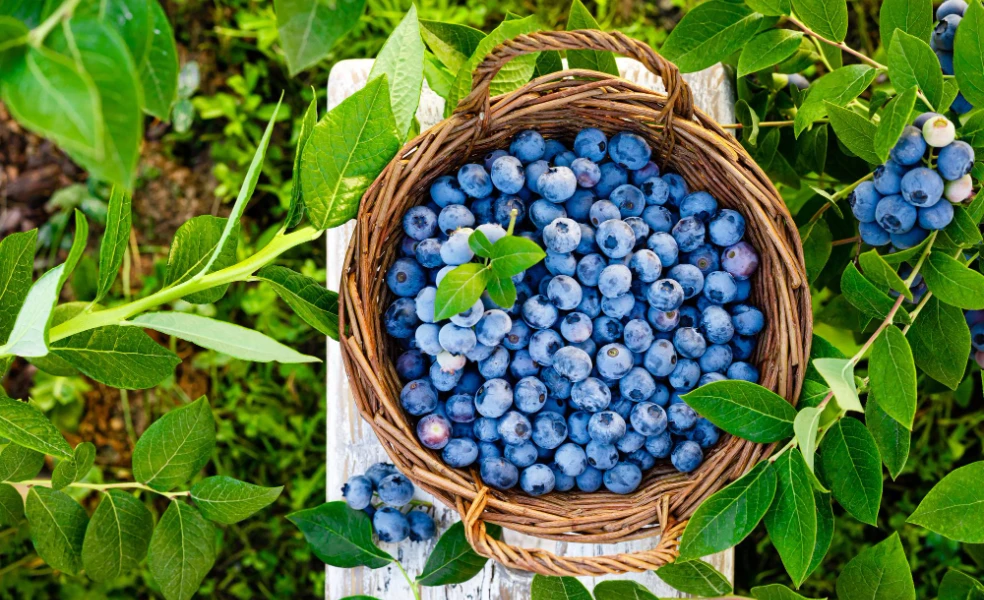 Kanadské čučoriedky